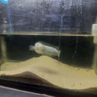 ماهی چانا اسیاتیکا