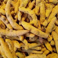 قلم زردچوبه