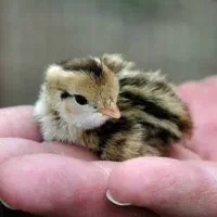 جوجه بلدرچین نژاد ژاپنی