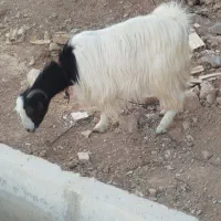 بر جوان آبستن نزدیک سرپا|حیوانات مزرعه|شیراز, رکن‌آباد|دیوار