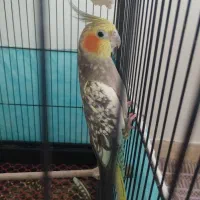 عروس هلندی ماده زیبا