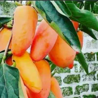 نهال خرمالو موزی گوجه ای سیبی نهالستان پاشاپور