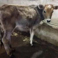 گوساله ماده لیشه جرسی