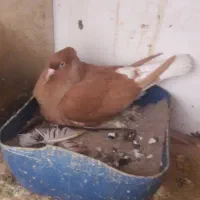 دوتادم سفیدباهم