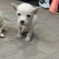 توله پاکوتاه پامر