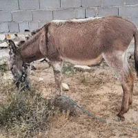 الاغ|حیوانات مزرعه|دلوار, |دیوار