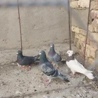 چند عدد پرنده|پرنده|هامون, |دیوار