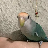 فروش طوطی فقط ۷۰۰ تومن