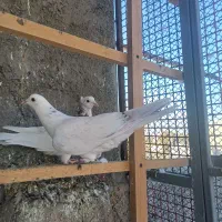 حیوون درجه یک|پرنده|وحیدیه, |دیوار