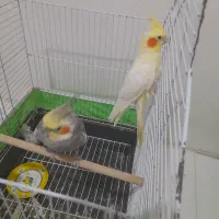 یه جفت عروس هلندی