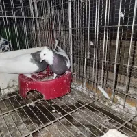 طوقی|پرنده|خرم‌آباد (تنکابن), |دیوار