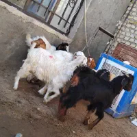 بزغاله چاق|حیوانات مزرعه|کرج, شهرک رازی (حصارک)|دیوار