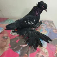 کفتر کاکلی پرپا (زینتی)