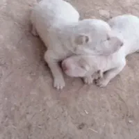 واگذاری یک جفت توله نر از ماده کژال معروف نصل دار|سگ|کرمانشاه, |دیوار