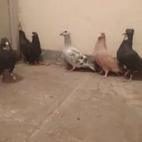 کبوتر.کفتر .پرنده|پرنده|راین, |دیوار