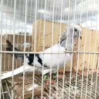 شامی دم سفید ماده