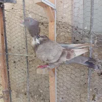 سه تا کبوتر، کفتر کلاغ رسمی، نواری، خطی ماده