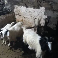 فروش بزغاله