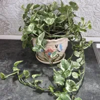 گل پتوس ارتشی پر به همراه گلدان و زیرگلدانی
