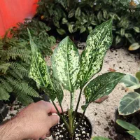 اگلونما برفی