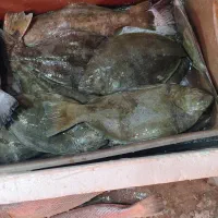 سلام ماهی تازه رسید تاریخ ۱۵و۸|ماهی|یزد, |دیوار