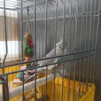 دوعدد عروس هلندی نر|پرنده|تهران, باشگاه نفت|دیوار