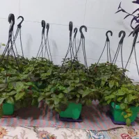 گل مروارید بسیار زیبا،جز گلهای آپارتمانی میباشد|گل و گیاه طبیعی|مبارکه, |دیوار