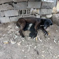 مادی خوب جهت واگزاری