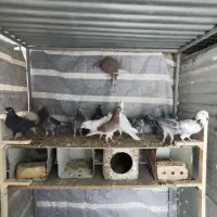 کبوتر پلاکی سبز و سرور کوهی|پرنده|شیراز, دشت چنار|دیوار