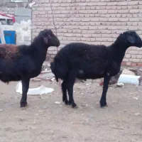 دوتا بره نر