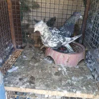 یک بجفت سور دمسفید