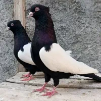 کفتر سینه