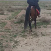 اسب|اسب و تجهیزات اسب‌سواری|رشتخوار, |دیوار