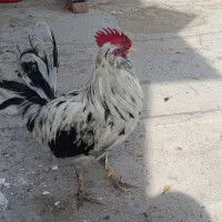 خروس گلین