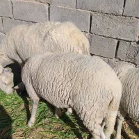 میش و بره لاکن|حیوانات مزرعه|قائن, |دیوار