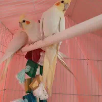 ۳عددعروس هلندی لیتونو