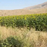 زمین-200متر-واقع-در-چناران-روبروی-زندان-لاجورد
