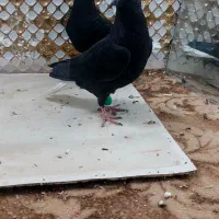 کبوتردم سفید|پرنده|مشهد, انصار|دیوار