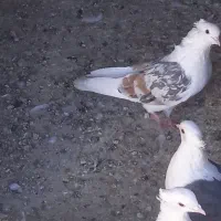 پشت سیاه