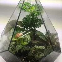 تراریوم و موساریوم هدیه روز مادر|گل و گیاه طبیعی|بندرعباس, |دیوار