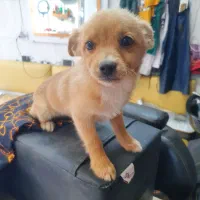 واگزاری  سگ پامر فسقلی