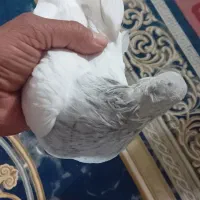 ماده کله ابر