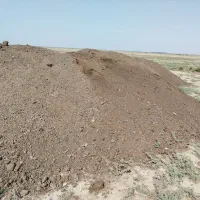 در تناژ بار درختان مرکبات تاثیر بسیار زیادی دارد|گل و گیاه طبیعی|نکا, |دیوار