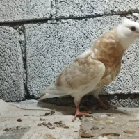 کبوتر طوقی و ...