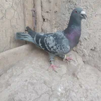 7تا کبوتر فروشی|پرنده|ریگ ملک, |دیوار