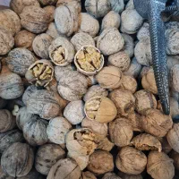 فروش مستقیم گردو بادام مغز تویسرکان