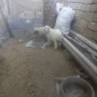 الحایی|حیوانات مزرعه|کرخه, |دیوار