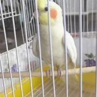 عروس هلندی ماده لوتینو، سالم و سرحال