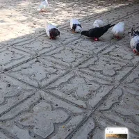 فروش کفتر