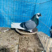 کفتر|پرنده|کاشان, پشت شهربانی|دیوار